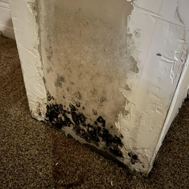 Professional Mold Removal in Hornell, NY